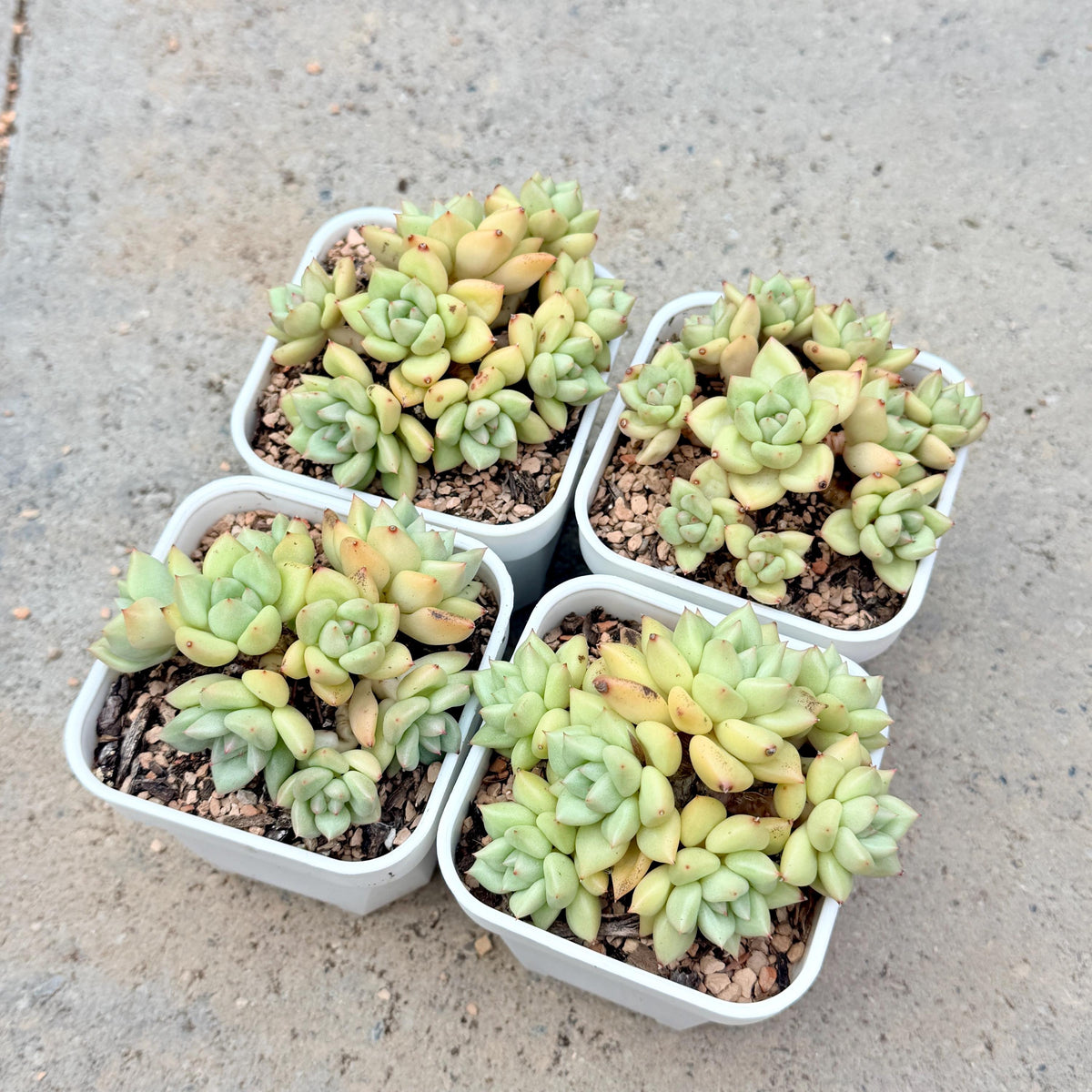 Echeveria J.C. Van Keppel