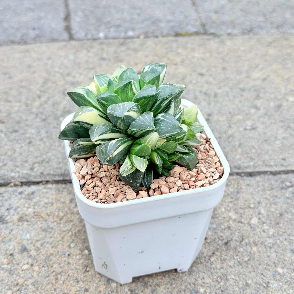 Haworthia Heidelbergensis Variegated