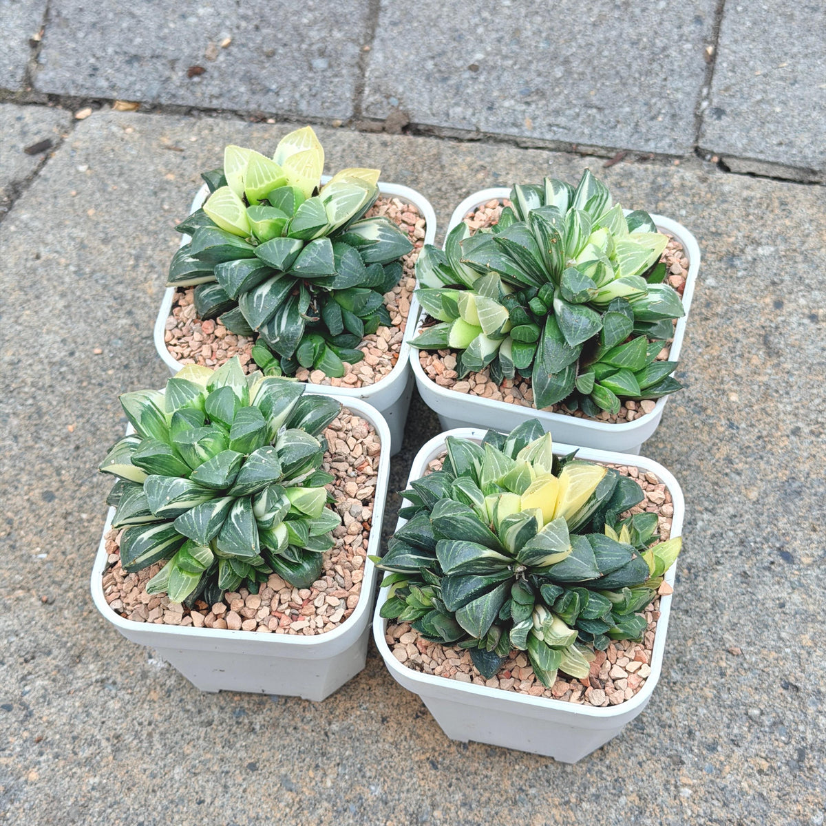 Haworthia Heidelbergensis Variegated