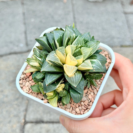 Haworthia Heidelbergensis Variegated