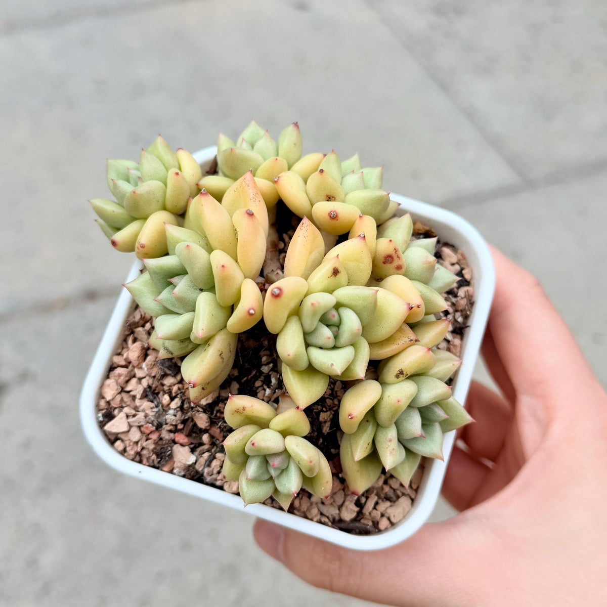 Echeveria J.C. Van Keppel