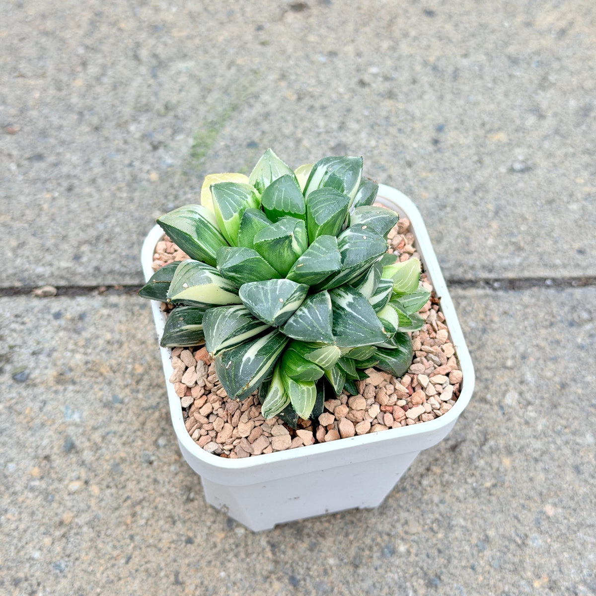Haworthia Heidelbergensis Variegated