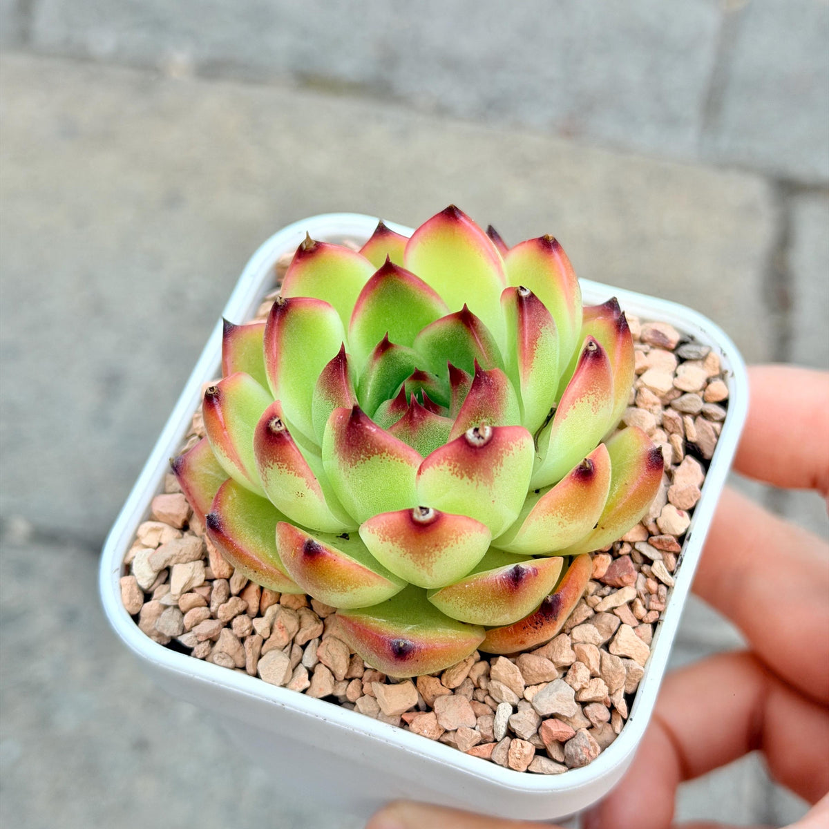 Echeveria Moonstone