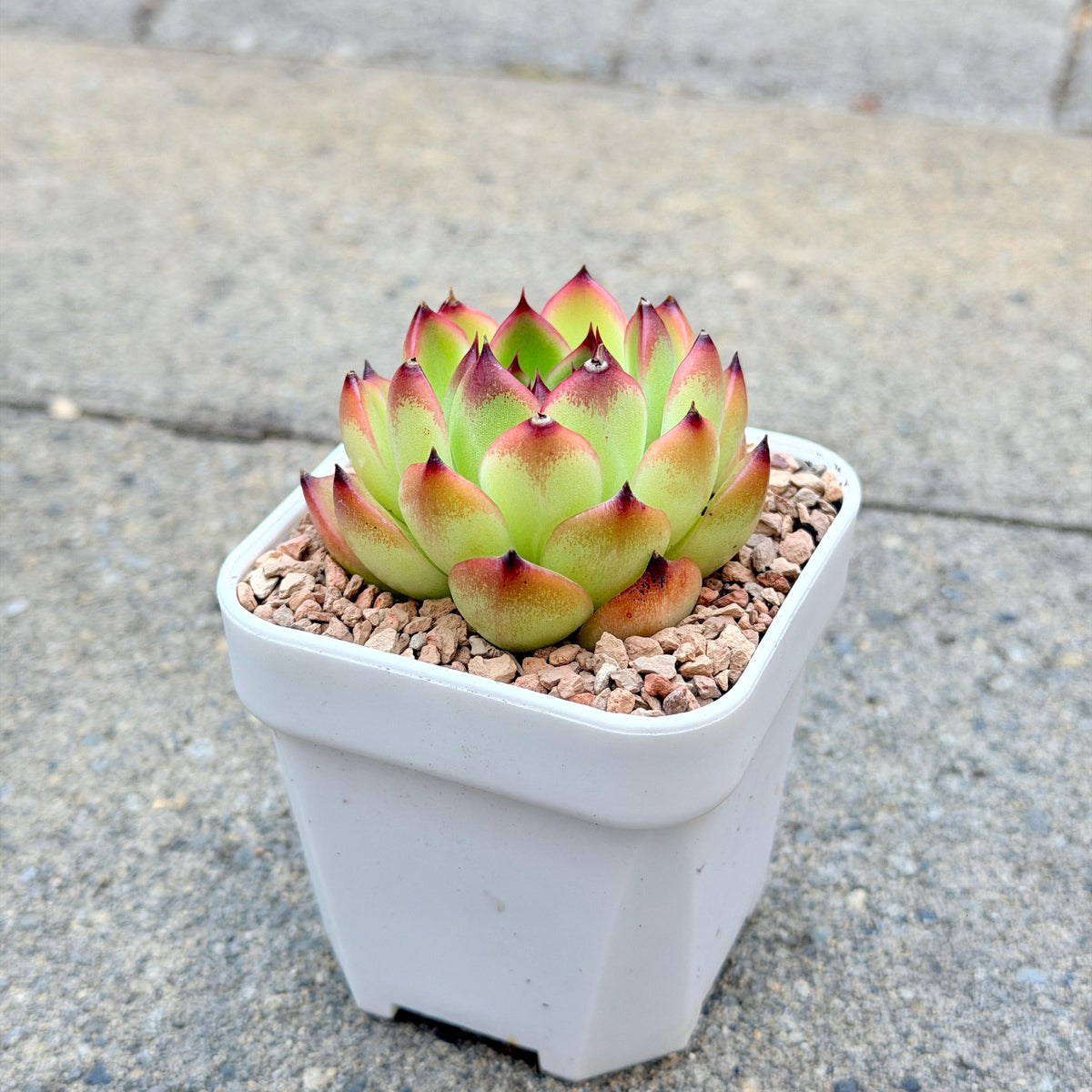 Echeveria Moonstone