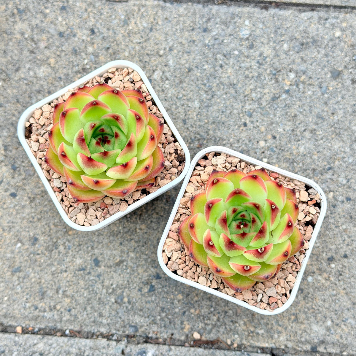 Echeveria Moonstone