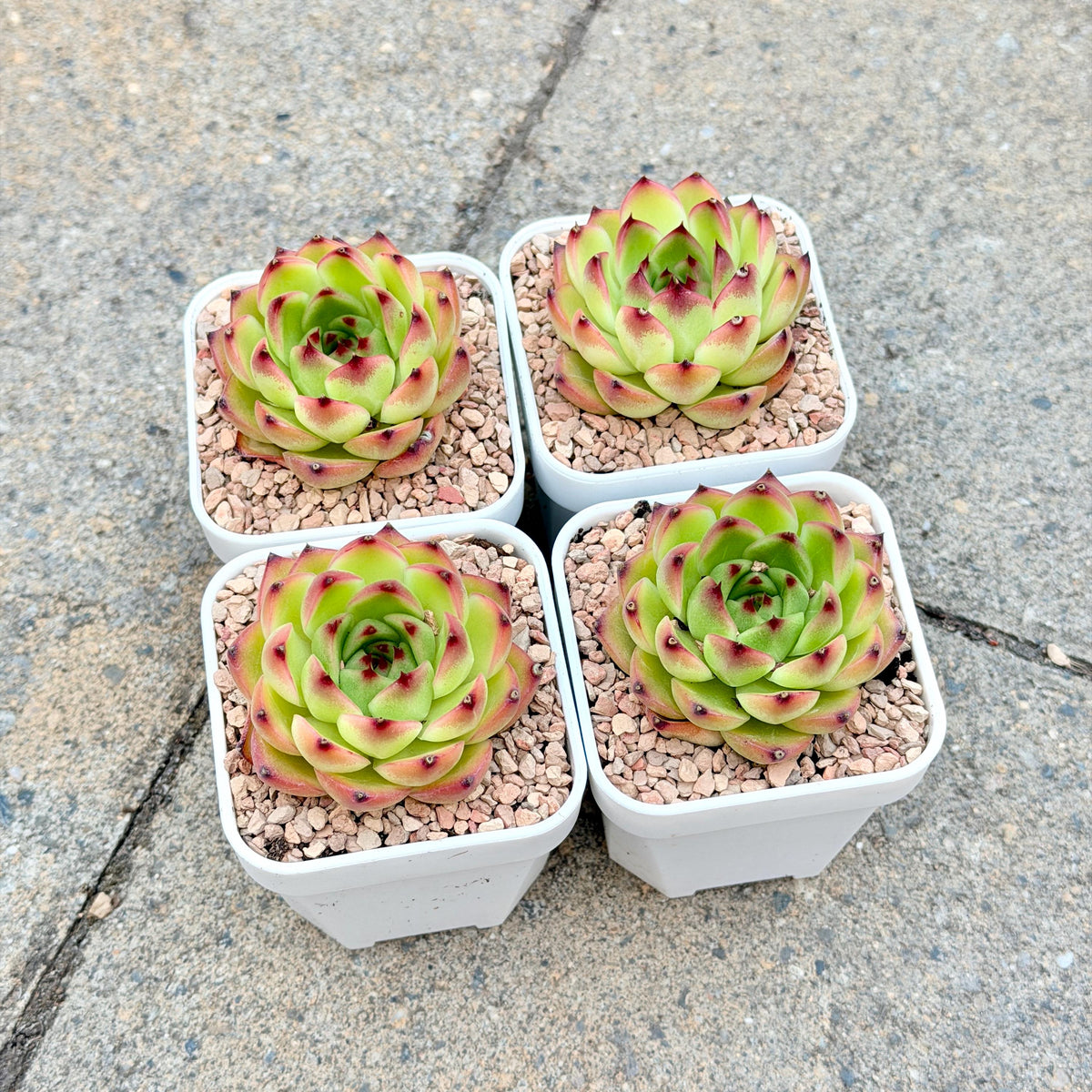 Echeveria Moonstone