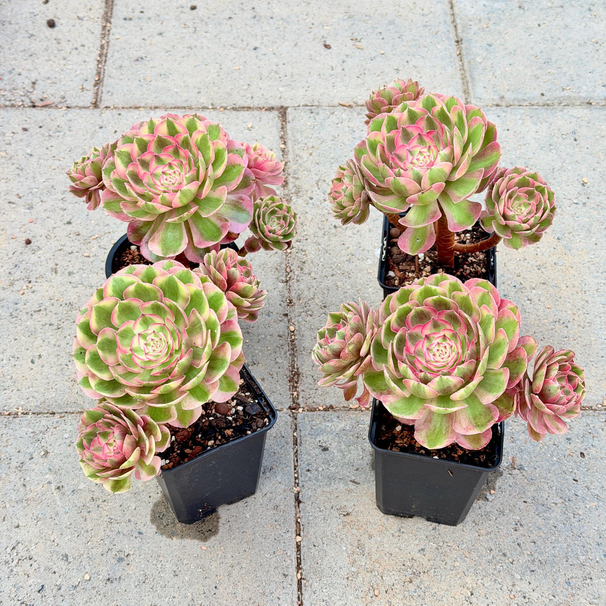 Aeonium Pink Witch, 4in Variegated Succulent