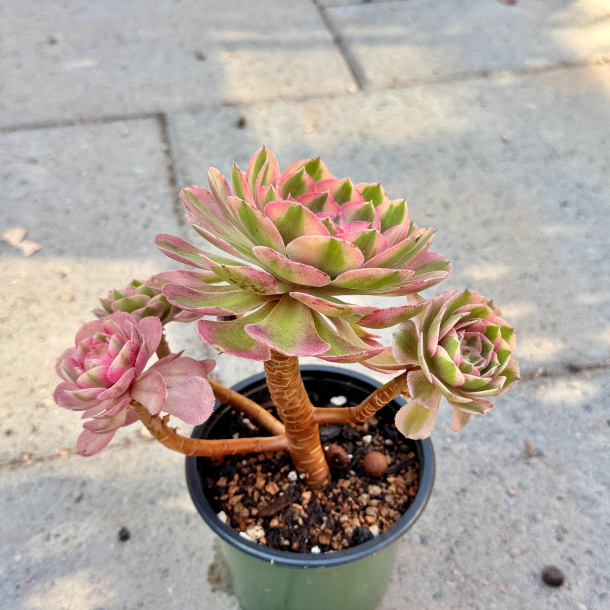Aeonium Pink Witch, 4in Variegated Succulent