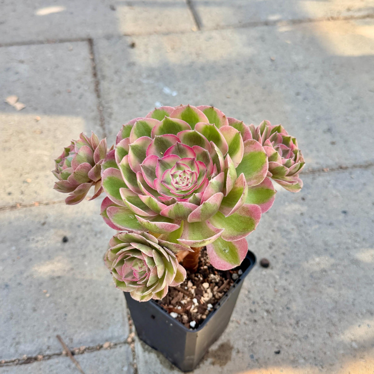Aeonium Pink Witch, 4in Variegated Succulent