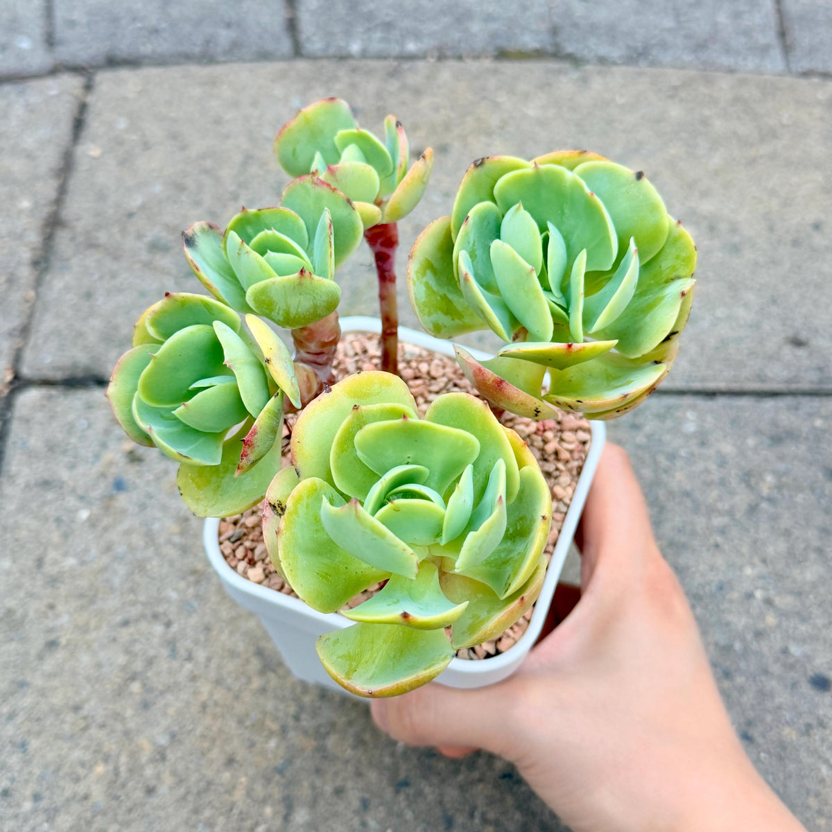 Echeveria Peach Pride