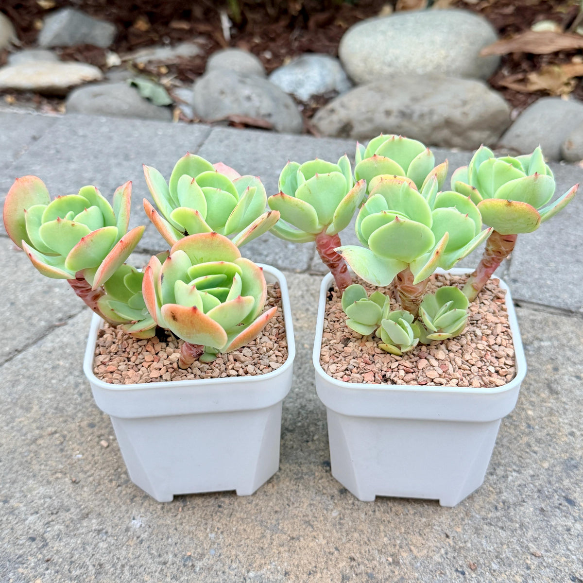 Echeveria Peach Pride