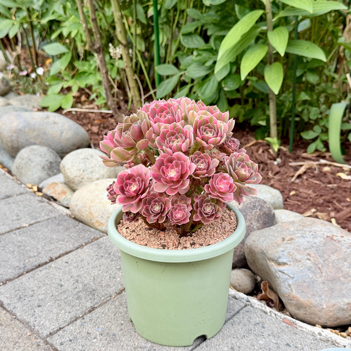 Aeonium XiangFei Bouquet