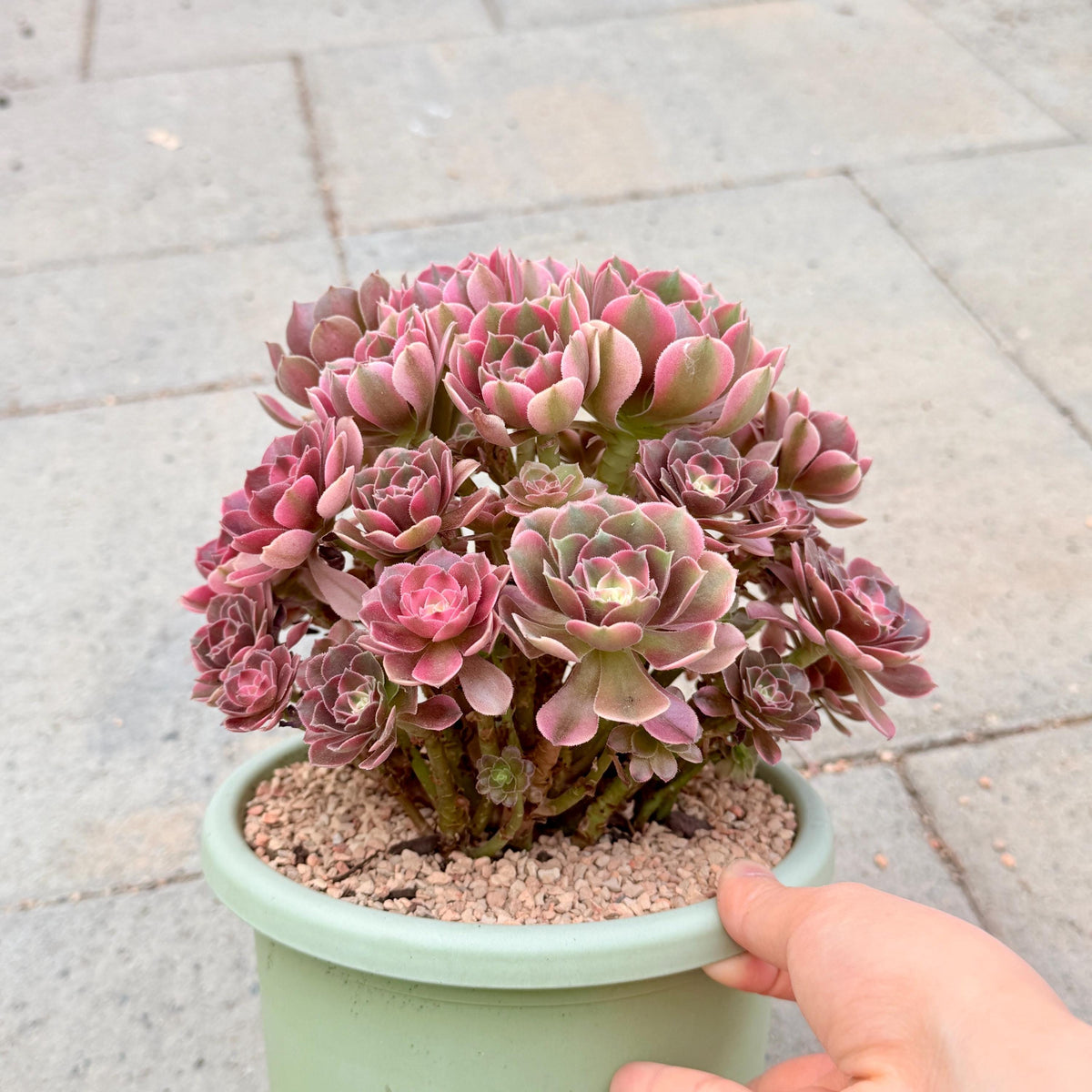 Aeonium XiangFei Bouquet