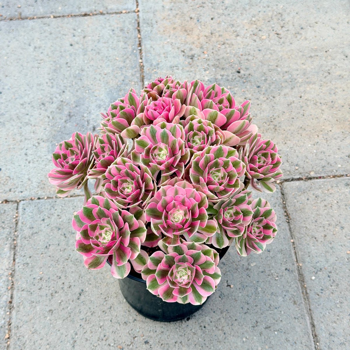 Aeonium Pink Witch Bouquet 9in