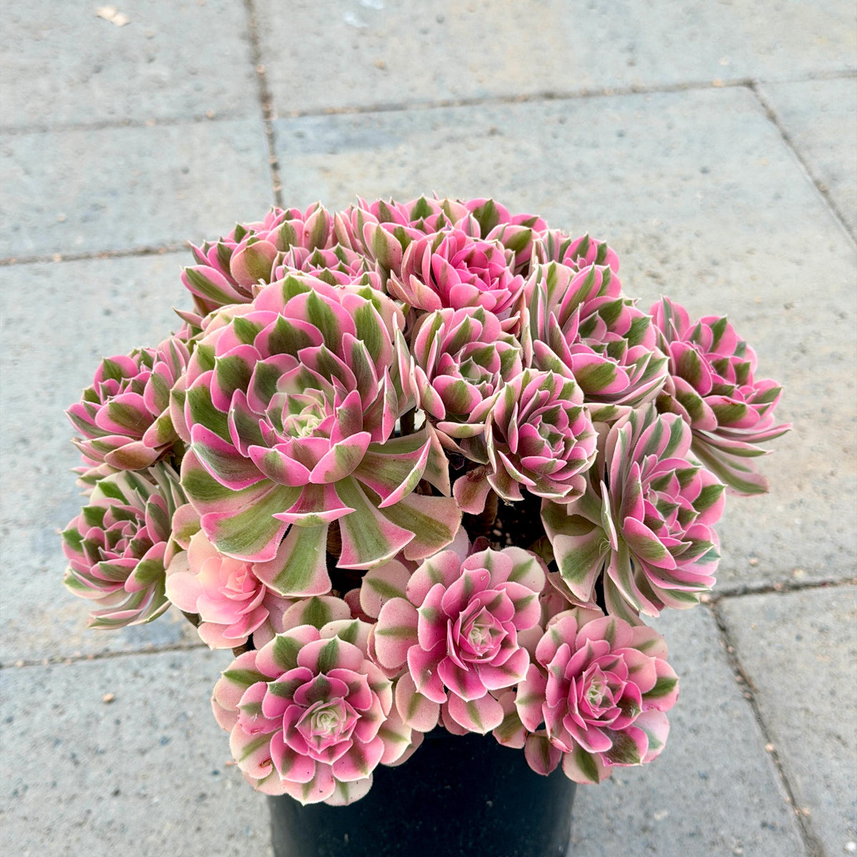 Aeonium Pink Witch Bouquet 9in