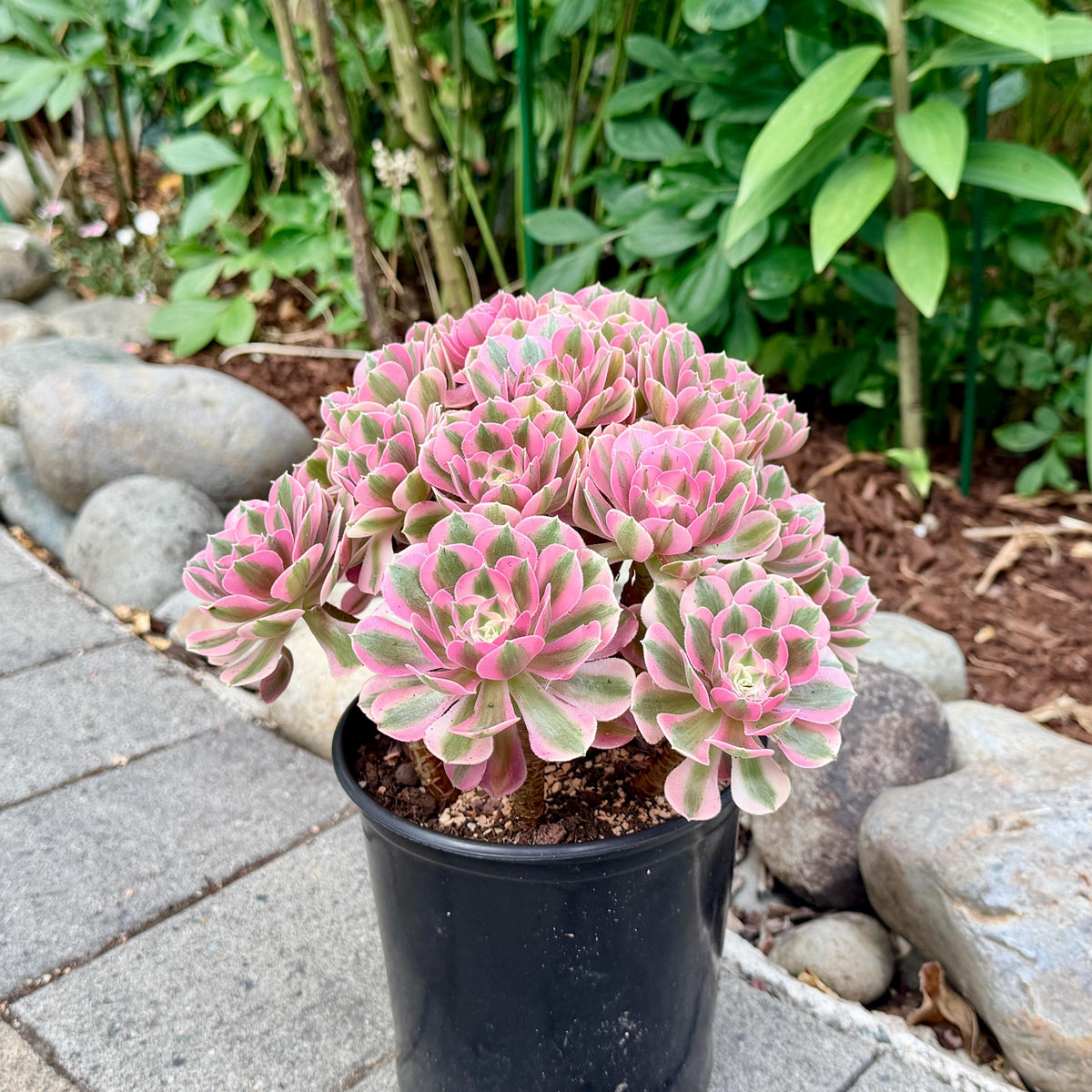 Aeonium Pink Witch Bouquet 9in