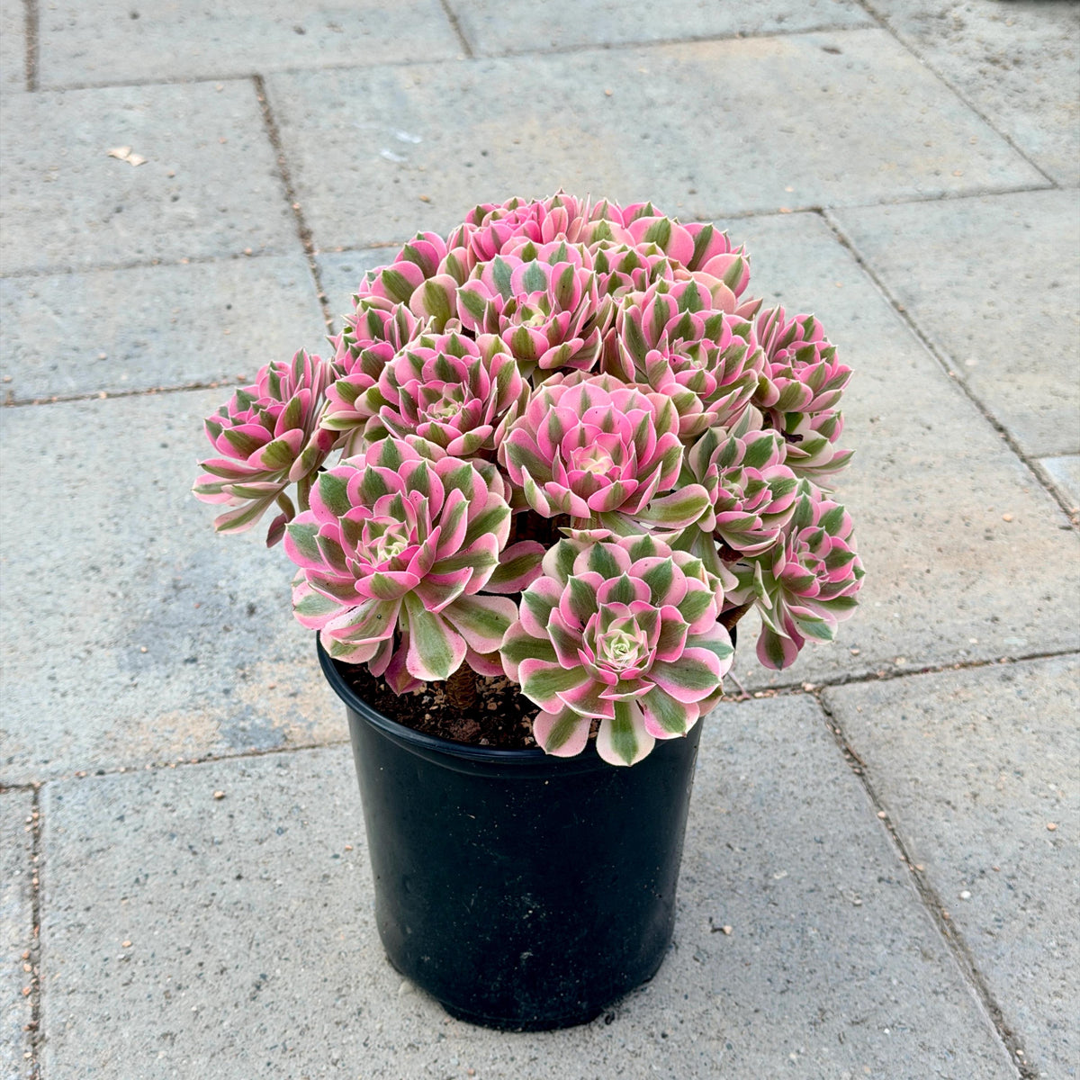 Aeonium Pink Witch Bouquet 9in