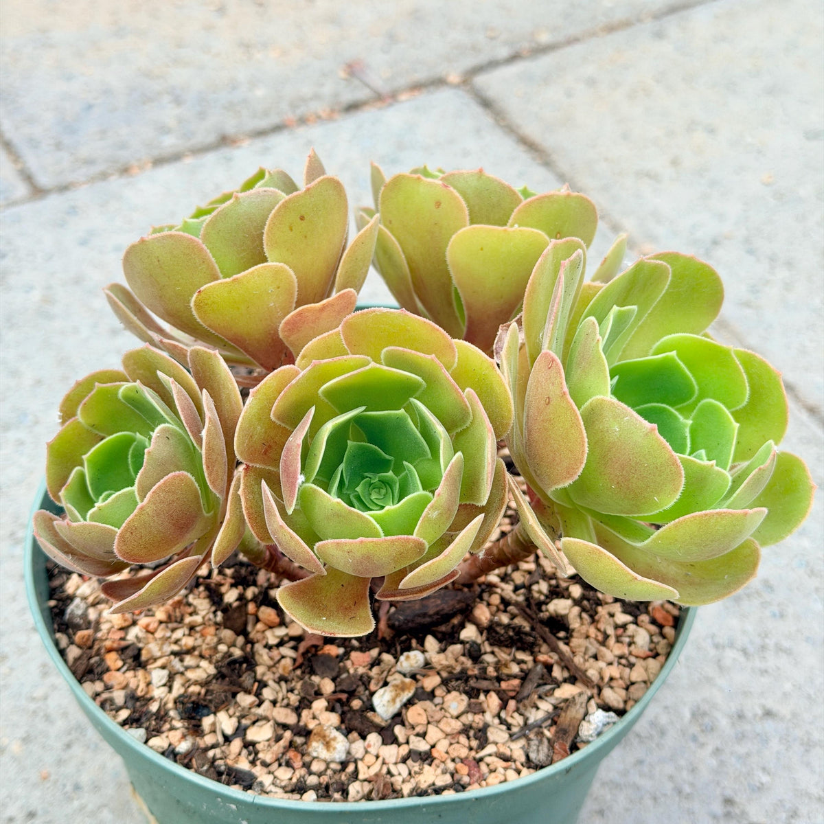 Aeonium Burning Beauty