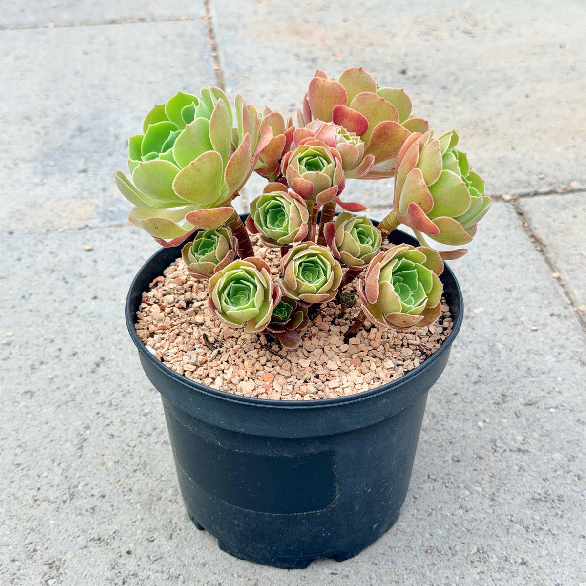 Aeonium Burning Beauty with Cluster v.B