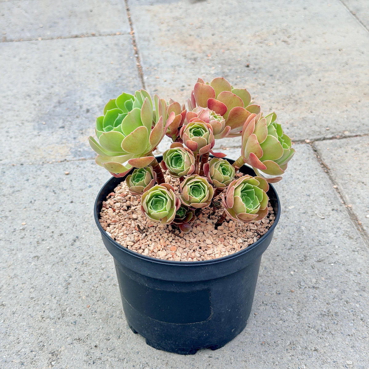 Aeonium Burning Beauty with Cluster v.B