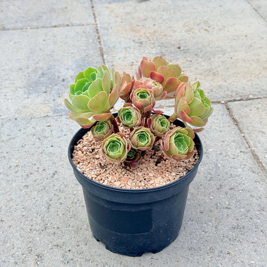 Aeonium Burning Beauty with Cluster v.B