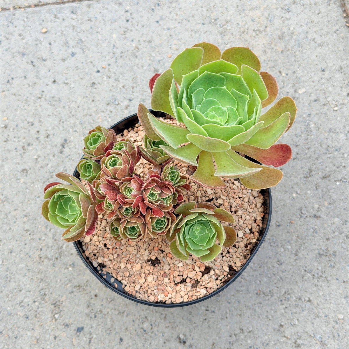 Aeonium Burning Beauty with Cluster v.A