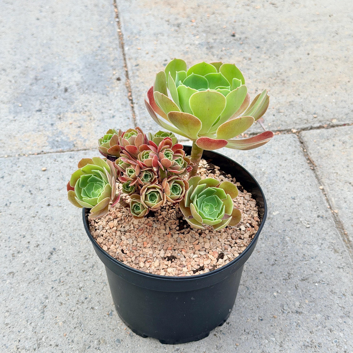 Aeonium Burning Beauty with Cluster v.A