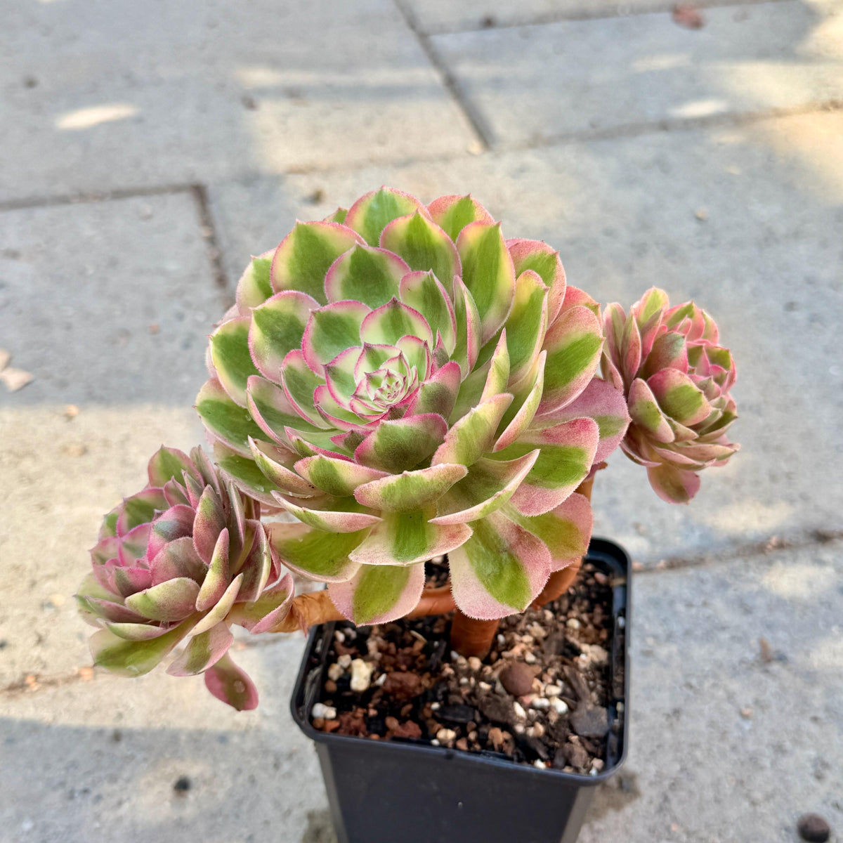 Aeonium Pink Witch, 4in Variegated Succulent