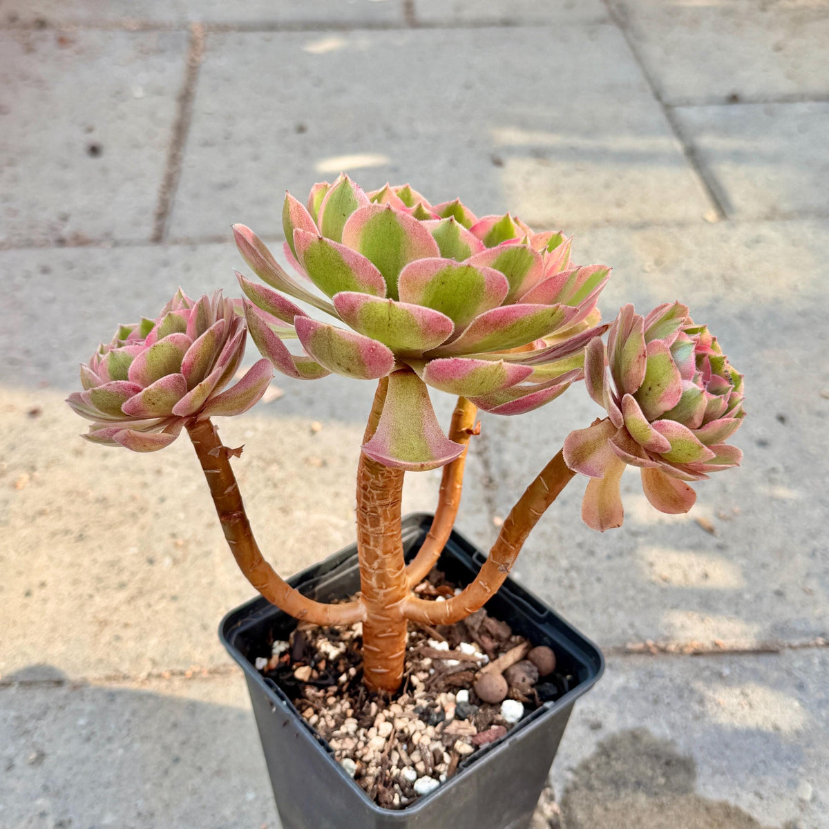 Aeonium Pink Witch, 4in Variegated Succulent