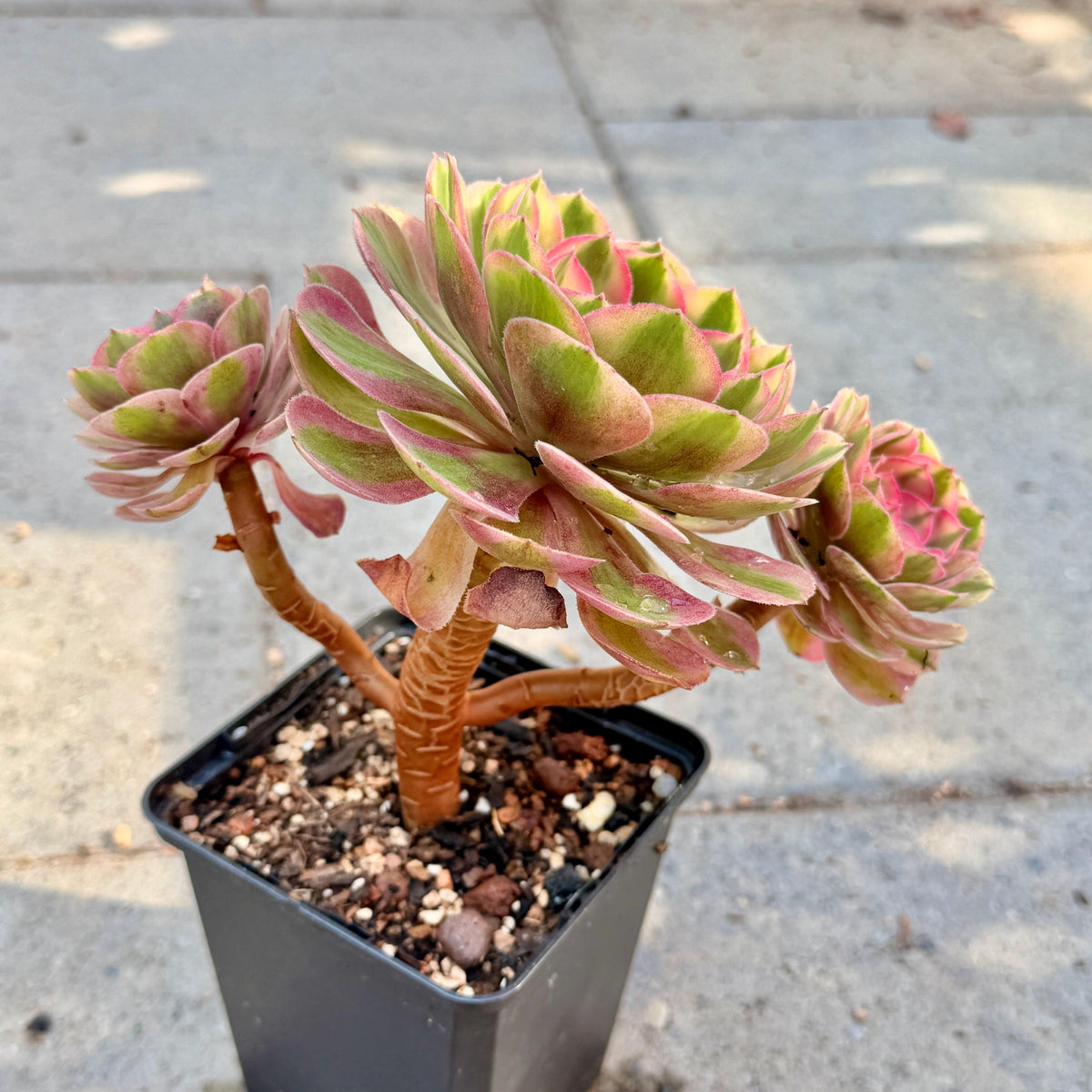 Aeonium Pink Witch, 4in Variegated Succulent