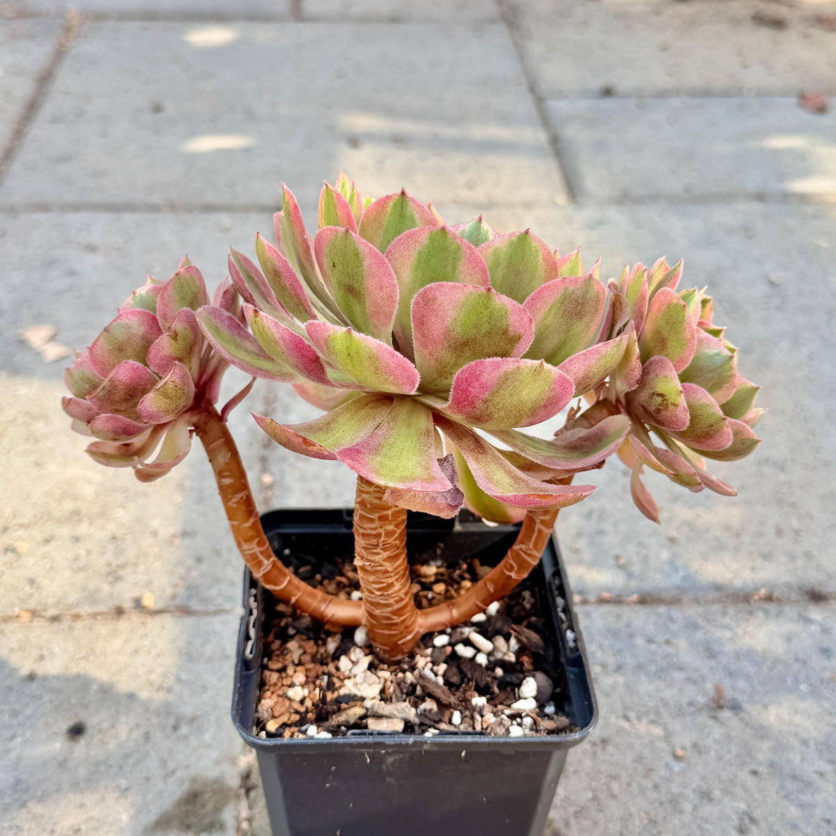 Aeonium Pink Witch, 4in Variegated Succulent