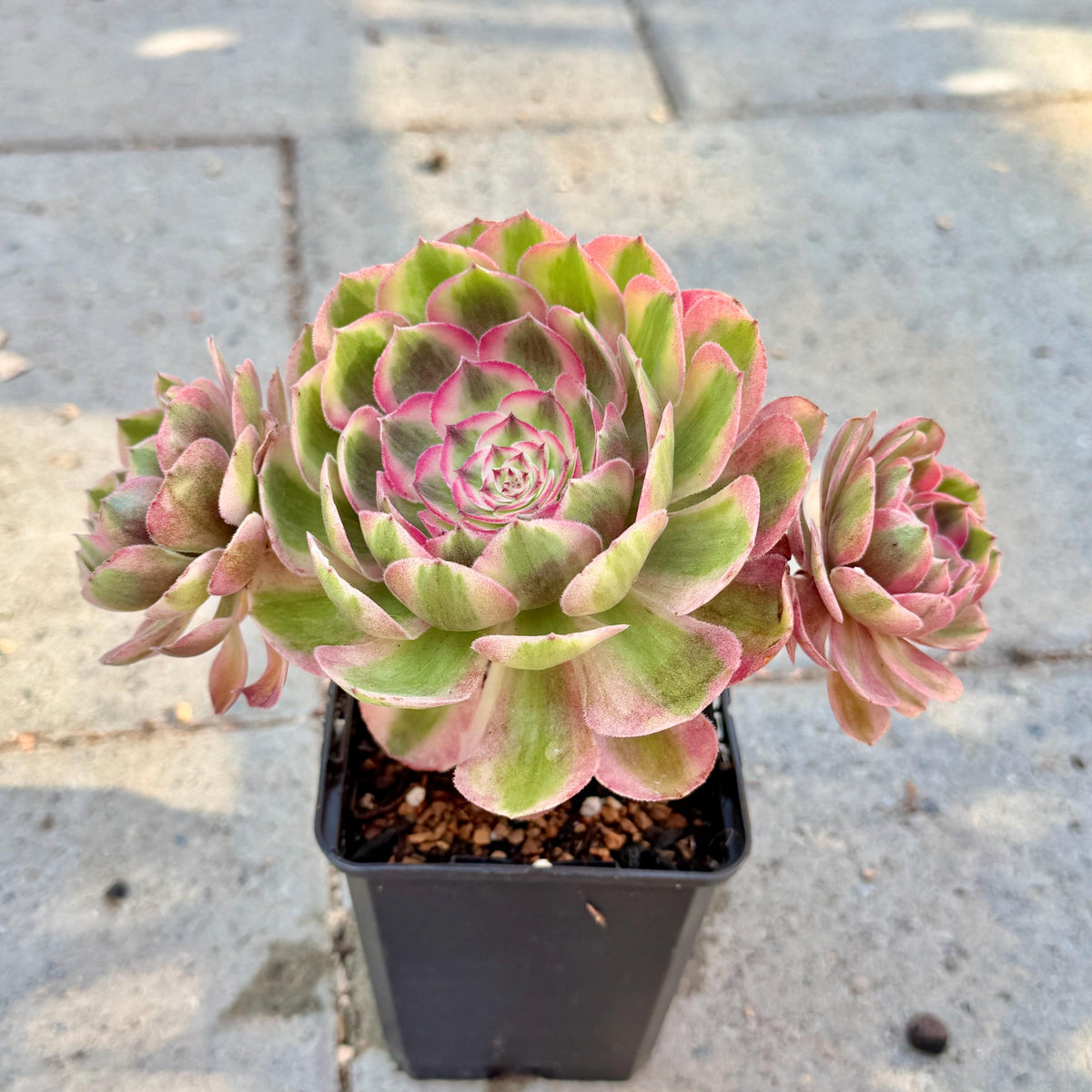 Aeonium Pink Witch, 4in Variegated Succulent