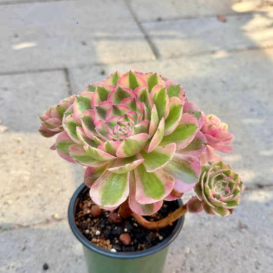 Aeonium Pink Witch, 4in Variegated Succulent