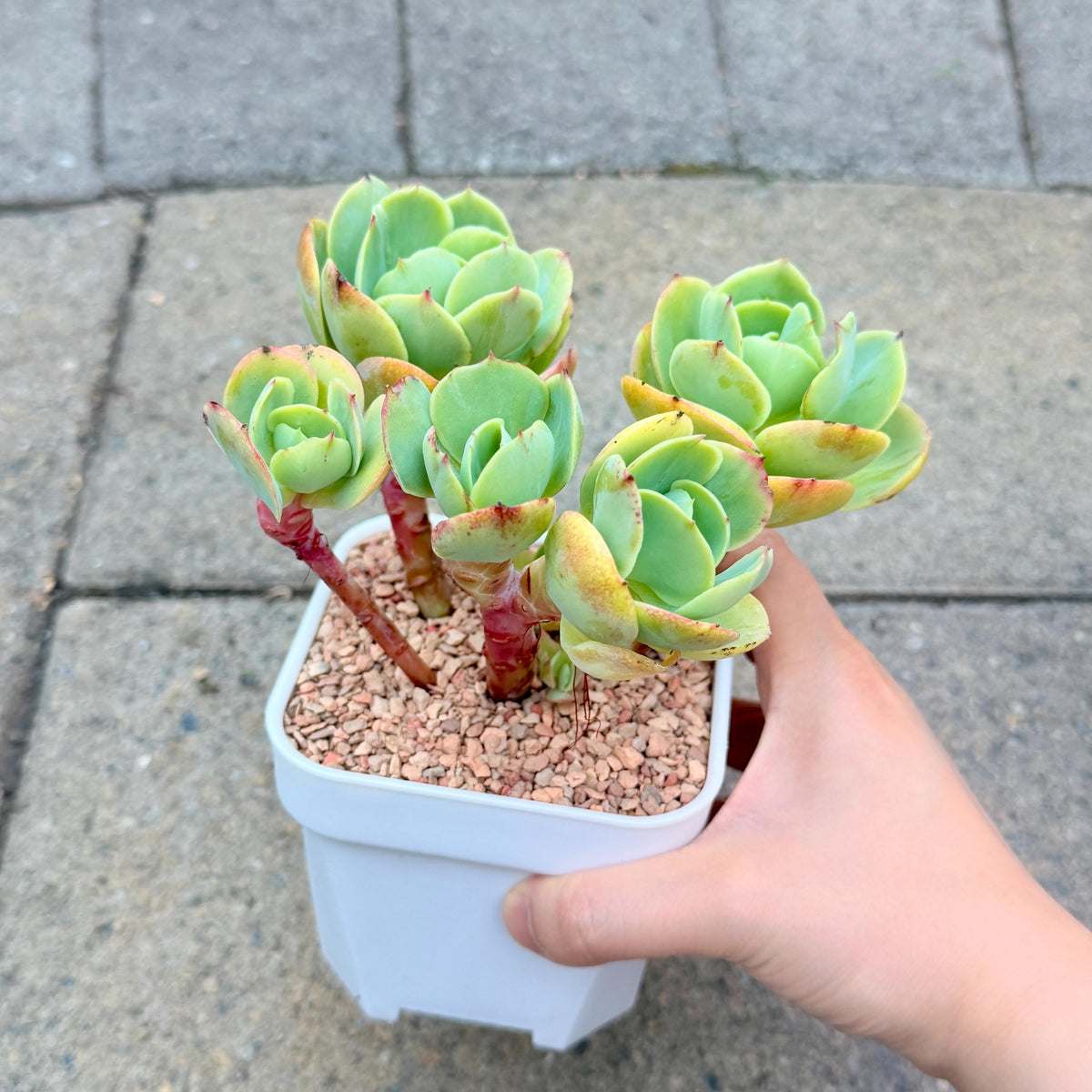Echeveria Peach Pride