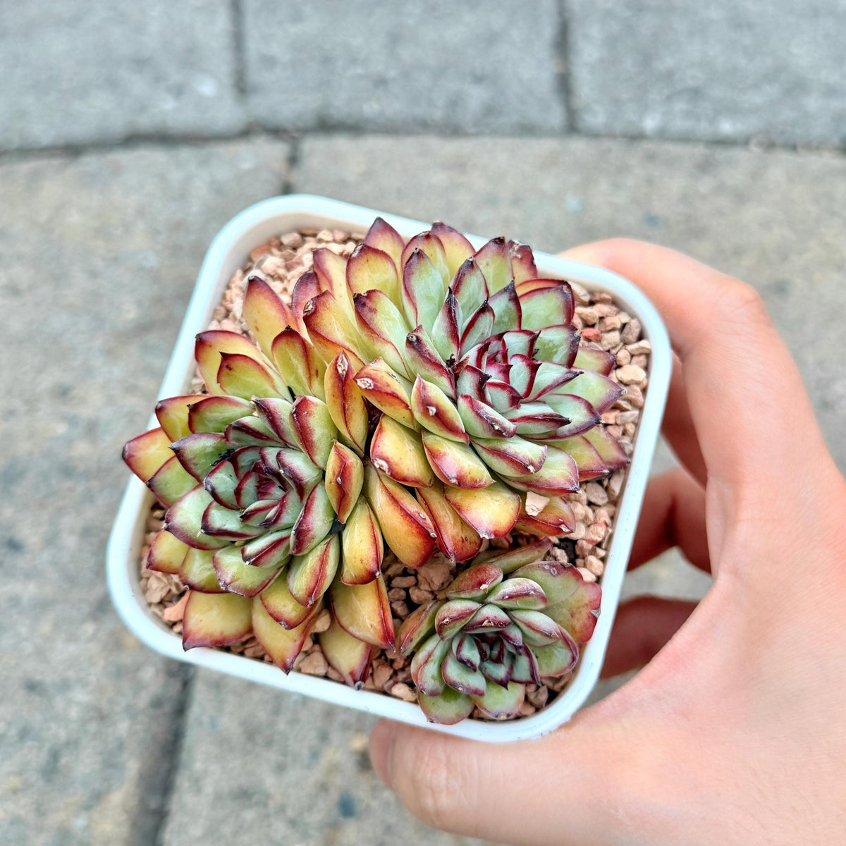 Echeveria Mexican Pulidonis Cluster