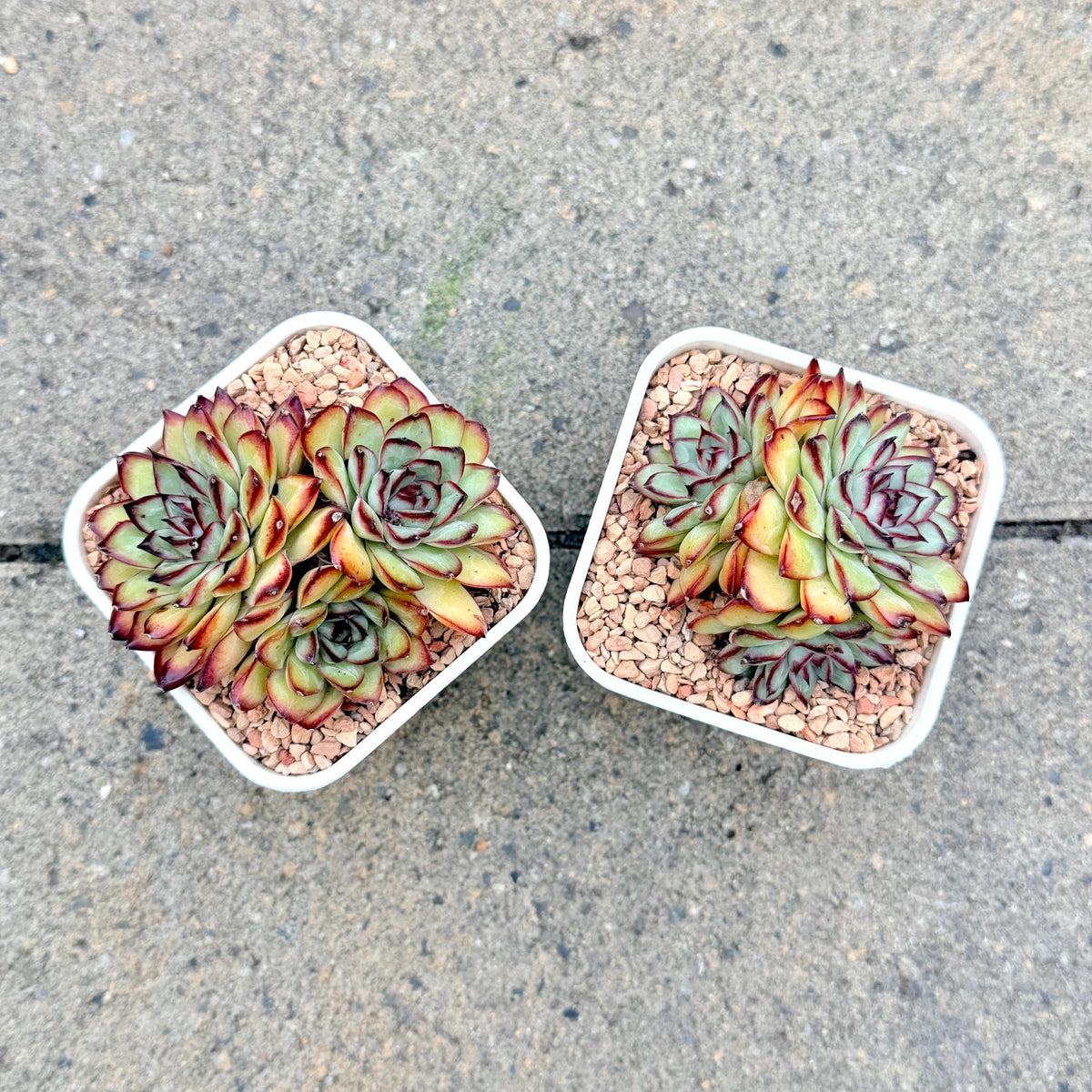 Echeveria Mexican Pulidonis Cluster