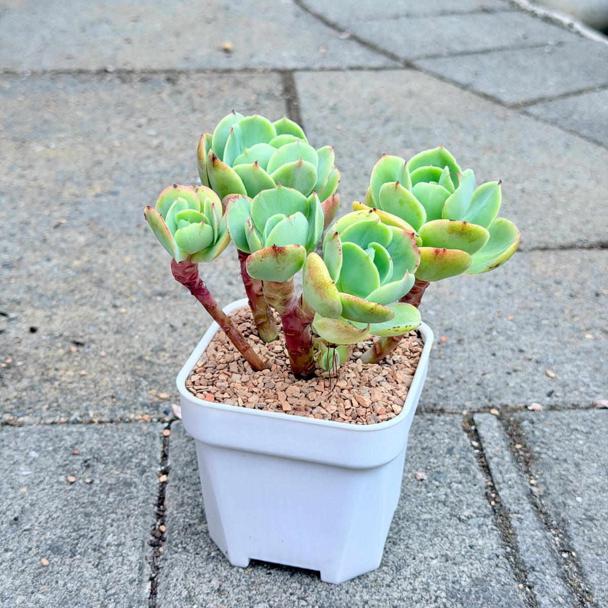 Echeveria Peach Pride