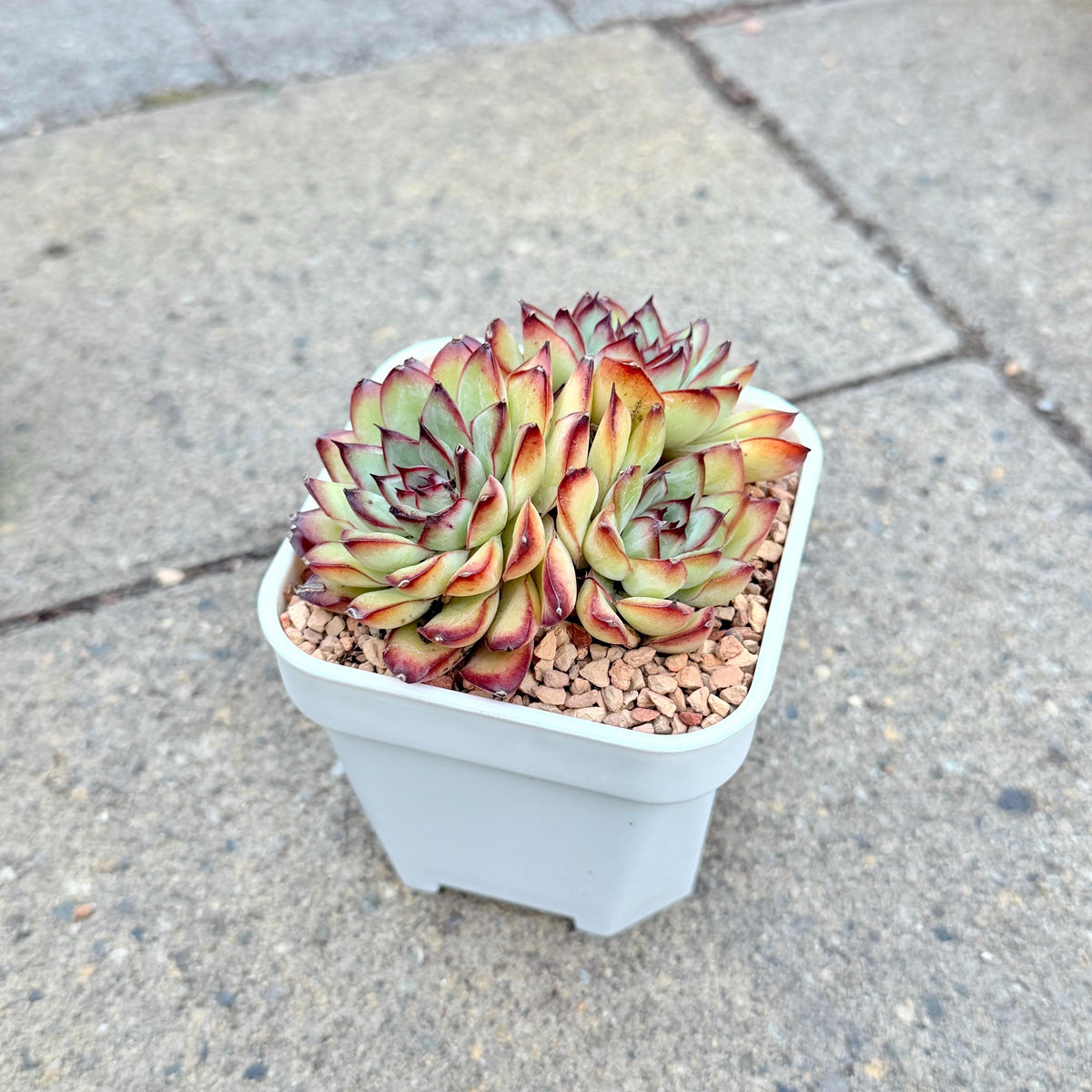 Echeveria Mexican Pulidonis Cluster