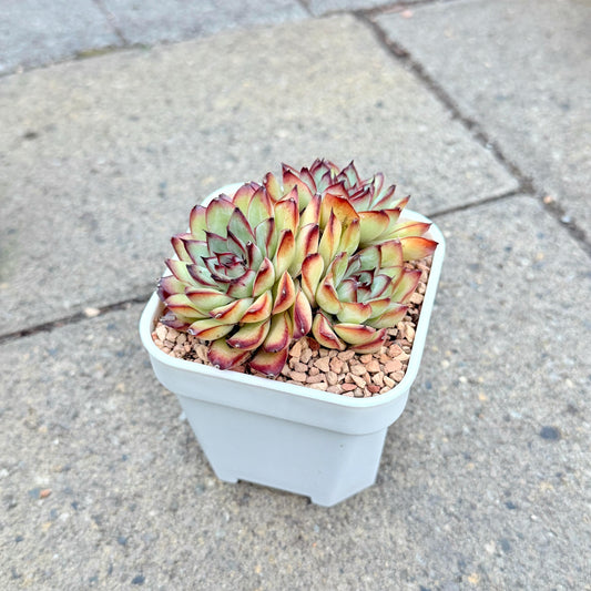 Echeveria Mexican Pulidonis Cluster