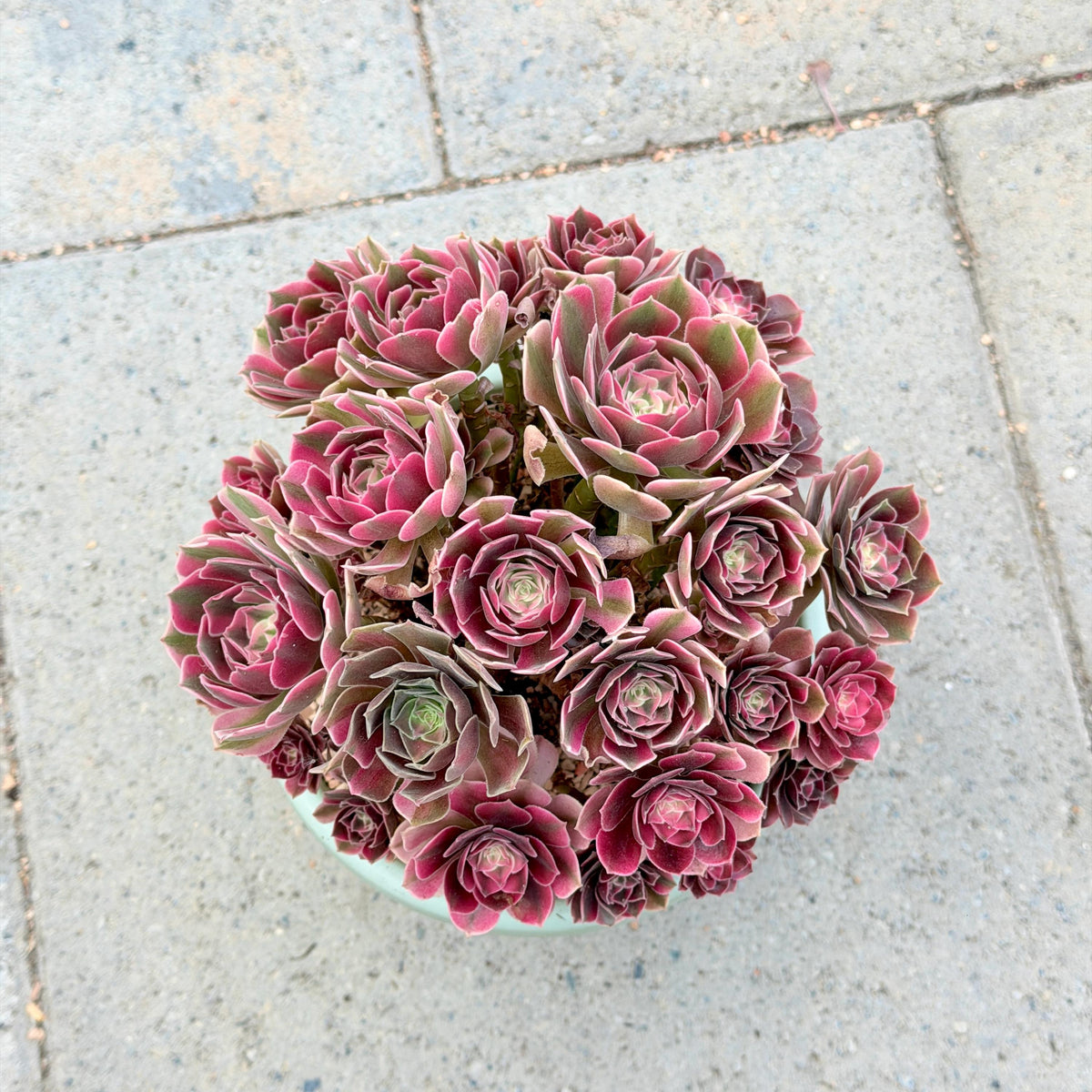 Aeonium XiangFei Bouquet