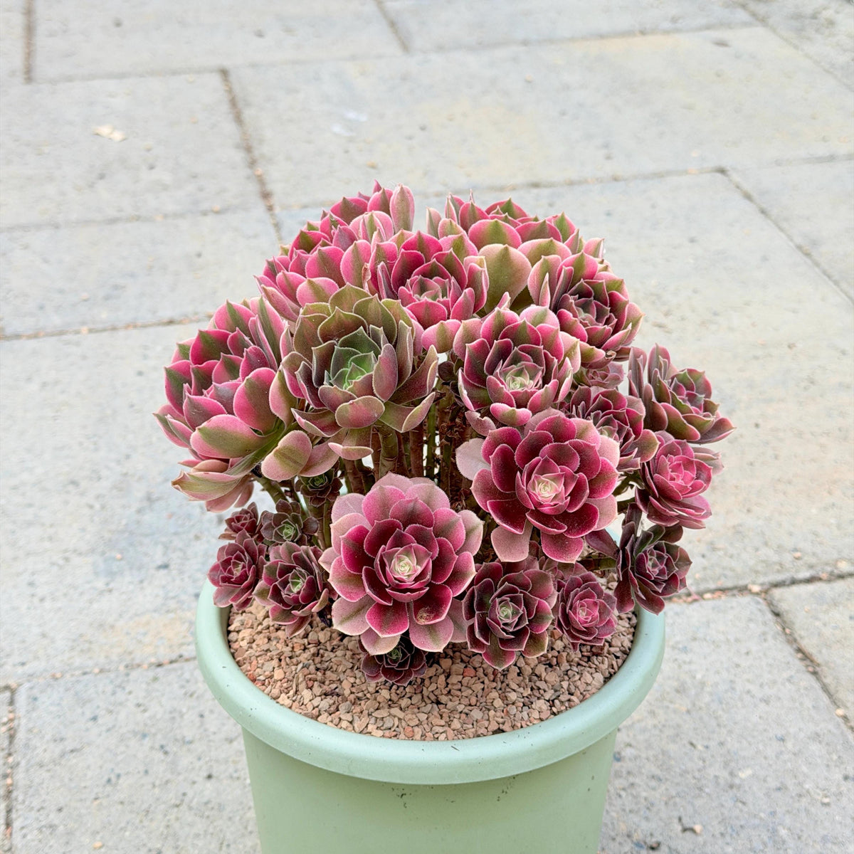 Aeonium XiangFei Bouquet