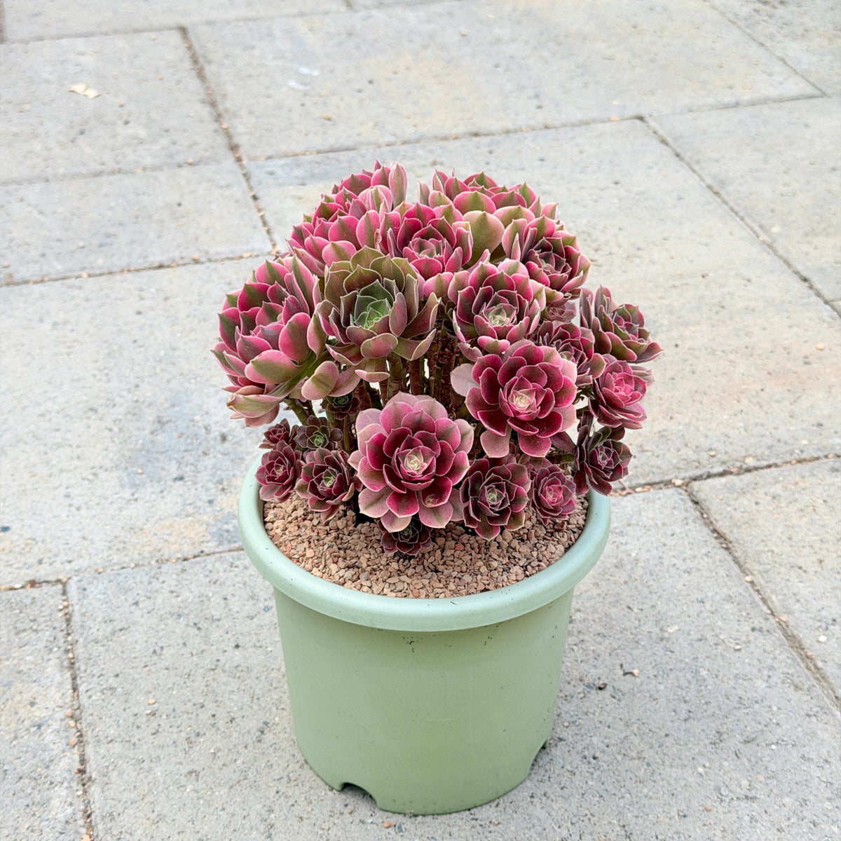 Aeonium XiangFei Bouquet