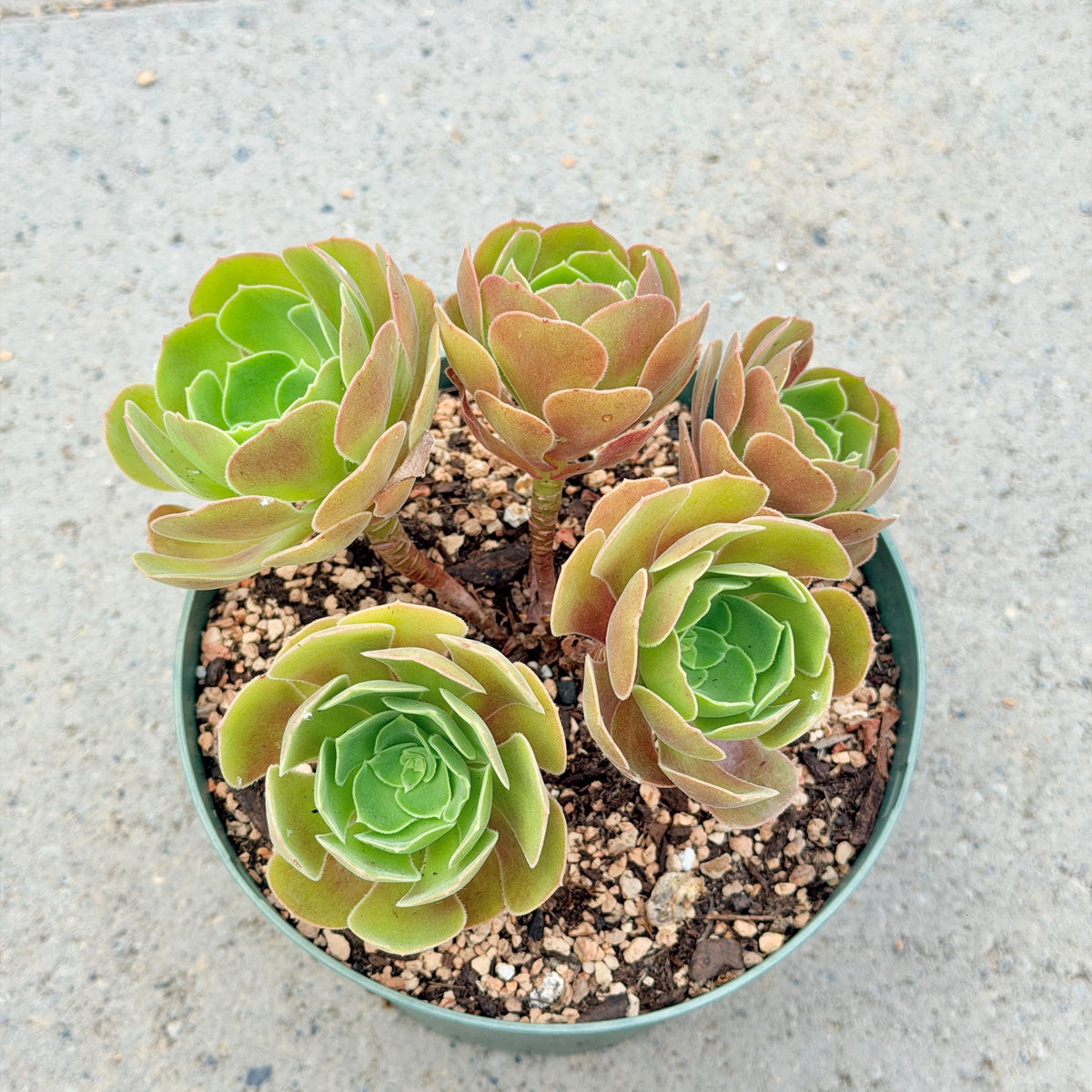 Aeonium Burning Beauty