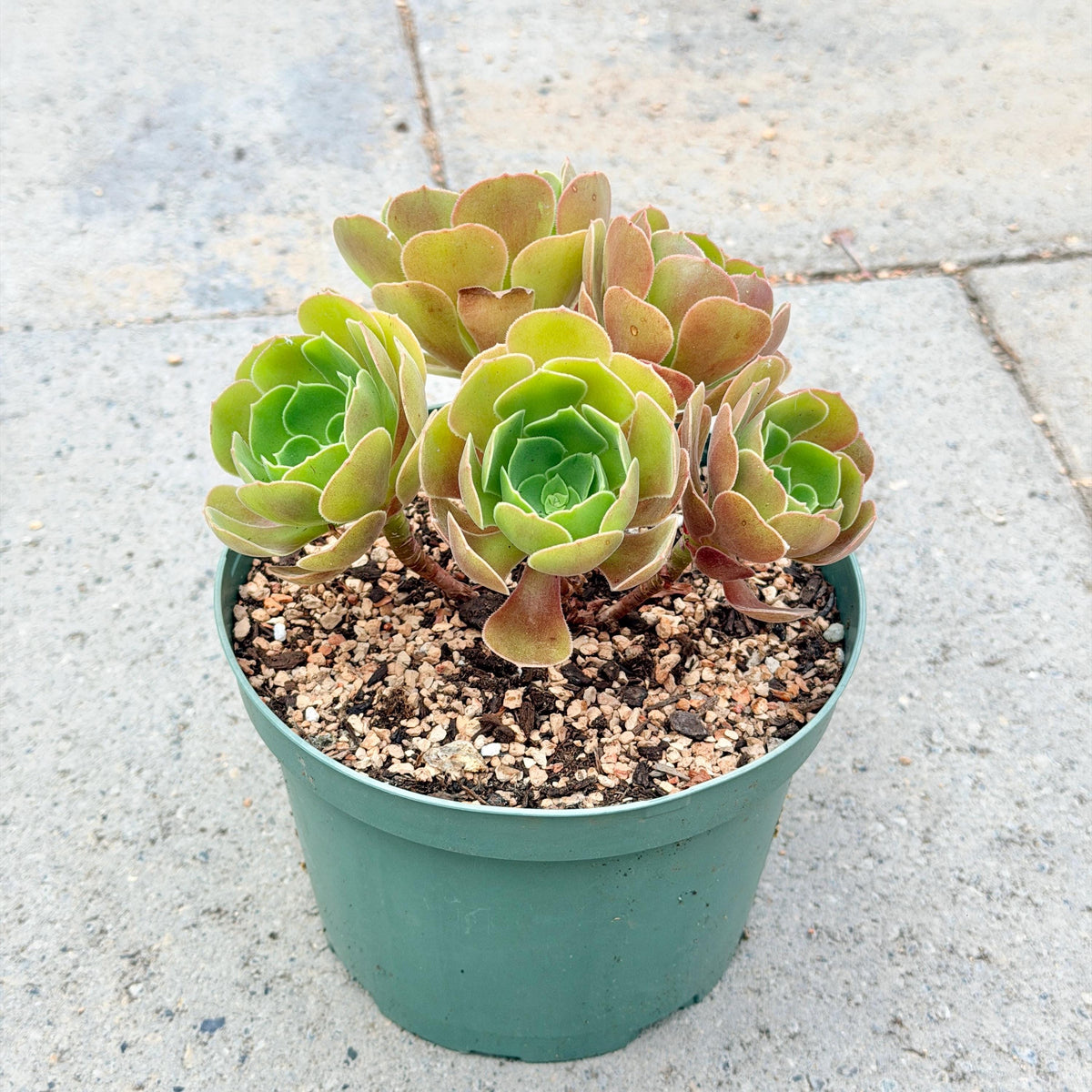 Aeonium Burning Beauty