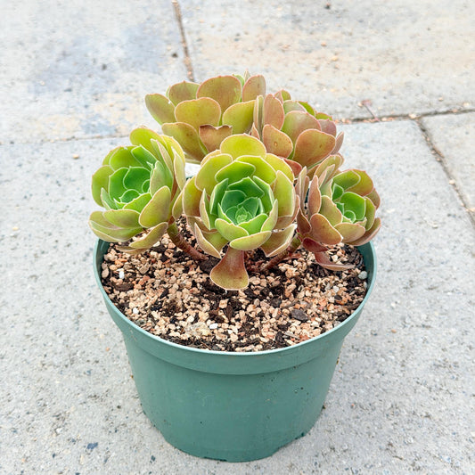 Aeonium Burning Beauty