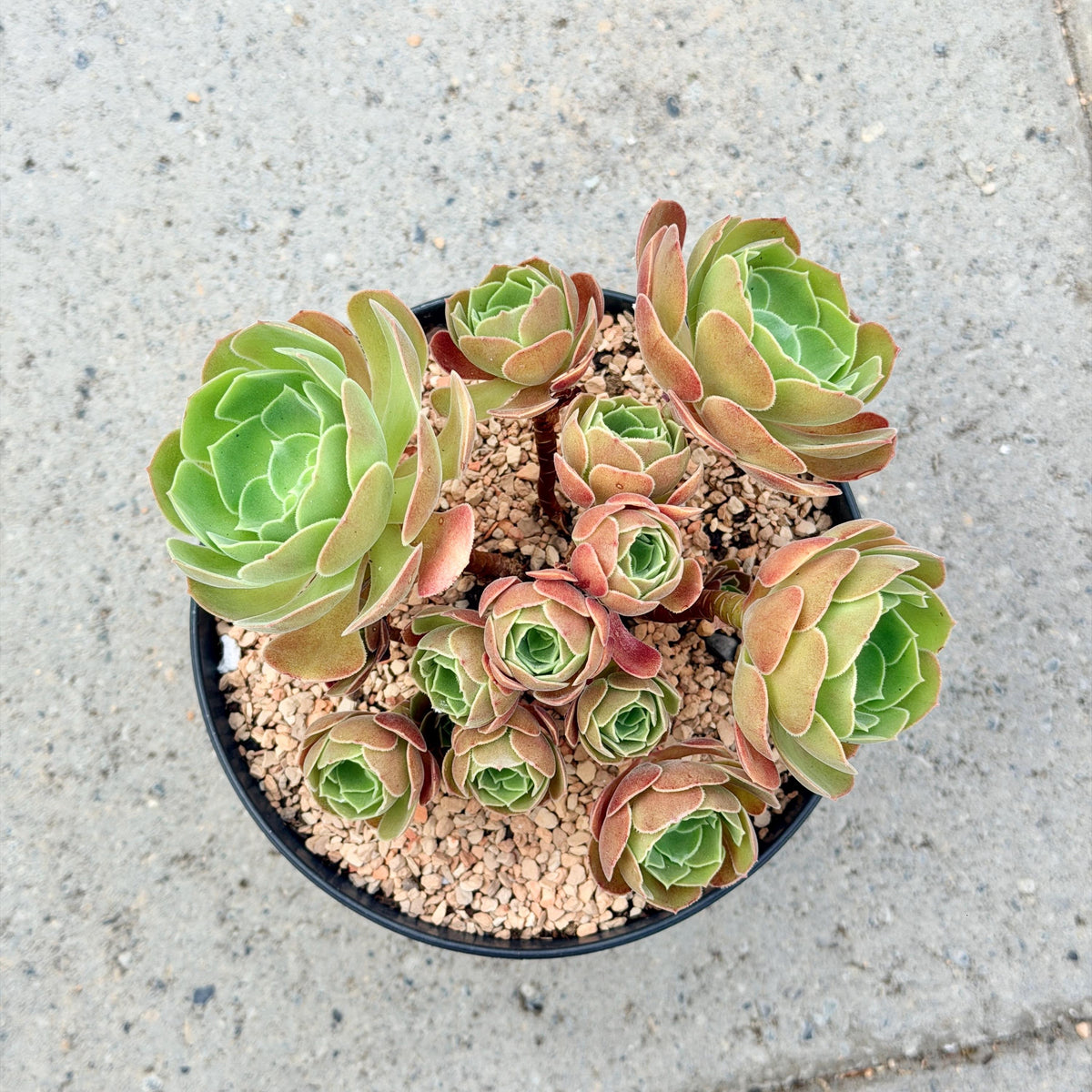 Aeonium Burning Beauty with Cluster v.B