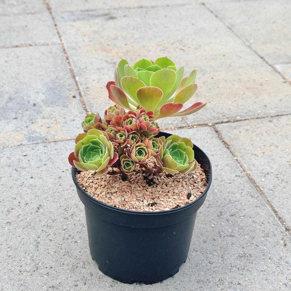Aeonium Burning Beauty with Cluster v.A