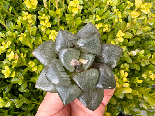 Haworthia Tsukikage