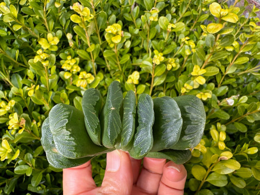 Haworthia Truncata (Horse's Teeth)