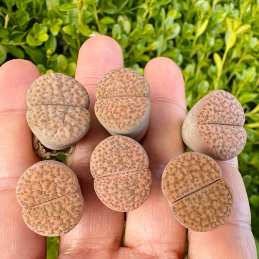 Lithops fulviceps